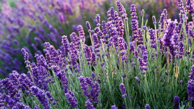 La Comisión Europea decide apoyar la utilización de ingredientes naturales en fragancias y cosmética (siendo España un referente mundial)