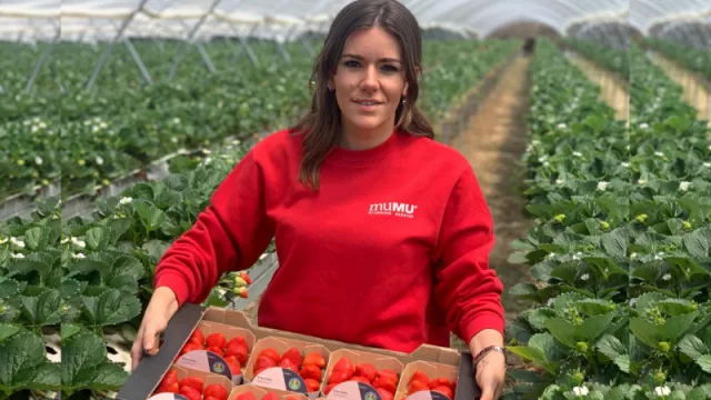 Alcampo redobla su apuesta por los fresones de verano producidos en Segovia (estima comprar 120.000 kg en la temporada)