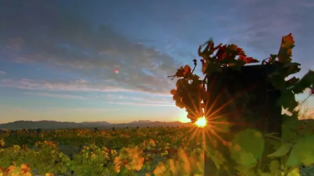 El conseller de Agricultura y representantes de la DO Alicante tuvieron su primera reunión para dialogar sobre la proyección comercial de sus vinos