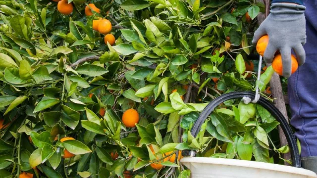 Gi Group busca a más de 200 personas para trabajar en la campaña de recogida de la naranja y cítricos en la Comunidad Valenciana