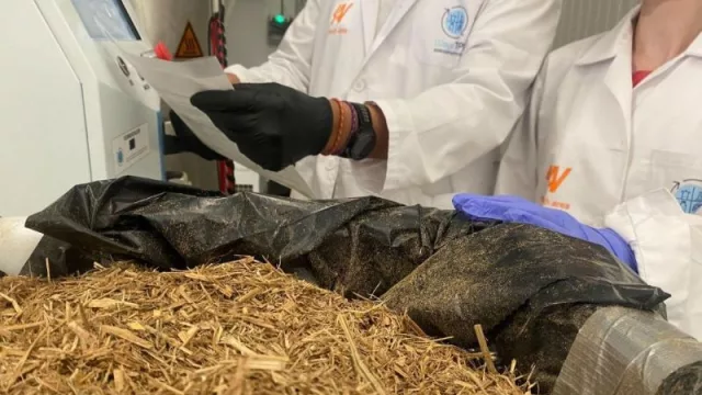 La Generalitat financia un proyecto para producir plásticos sostenibles con la paja del arroz (y evitar así su quema)08
