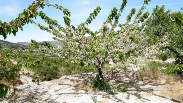 Agricultura obri a consulta pública l'elaboració d'unes ajudes a productors de cirera afectats per adversitats climàtiques, ambientals o incendis