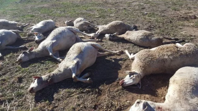 Asaja muestra el primer ataque de lobos al ganado en la Comunitat Valenciana: en una granja en Aras de los Olmos