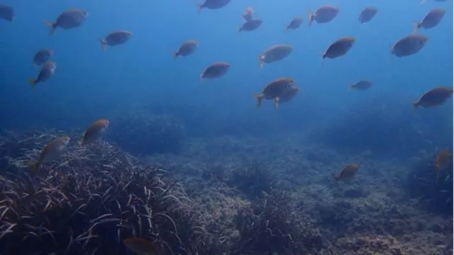 Agricultura hace seguimiento científico de las reservas marinas de interés pesquero de la isla de Tabarca, del cabo de San Antonio y de la Sierra de Irta