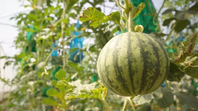 Un nuevo paro suspenderá las exportaciones agrícolas en Argentina durante las próximas 72 horas