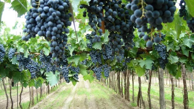 La Córdoba de Argentina conquista Fitur con una oferta turística completa y sostenible