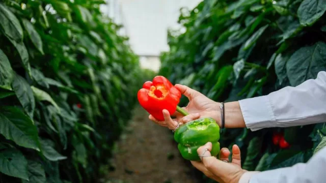 Agroseguro recibe 204.000 hectáreas siniestradas en mayo (la mayor parte por pedrisco)