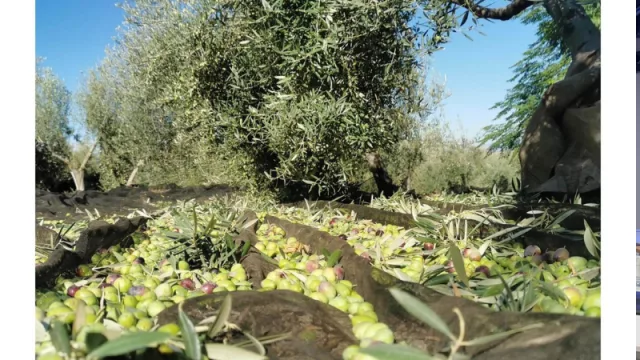 Asaja alerta de la falta de mano para la aceituna y pide una "revisión" del sistema del subsidio agrario