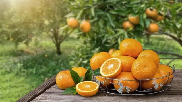 El holding Winning Group compra la empresa valenciana de cítricos Madremia