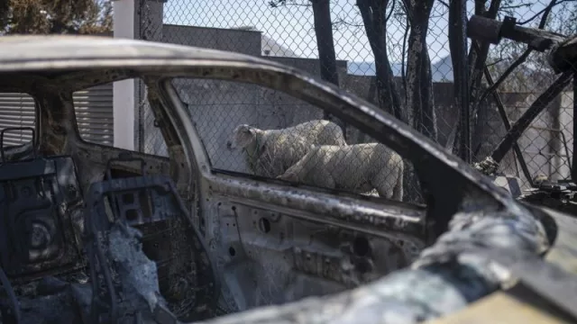 Asaja, tras los incendios que asolan España, defiende a la ganadería extensiva como cortafuego natural