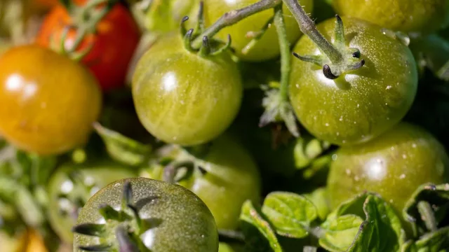 La Unión calcula en 45 millones de euros las pérdidas de maíz y tomate por la ola de calor en Extremadura